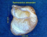 Tephrocactus alexanderi.jpg